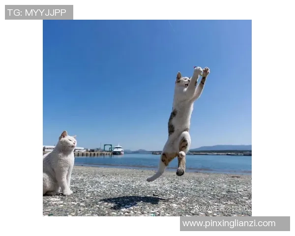 猫咪的优雅与灵动竟然与足球明星有着惊人的相似之处 猫咪的优雅与灵动竟然与足球明星有着惊人的相似之处